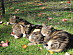 View full size picture