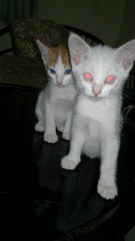 Picture of a cat / kitten / feline