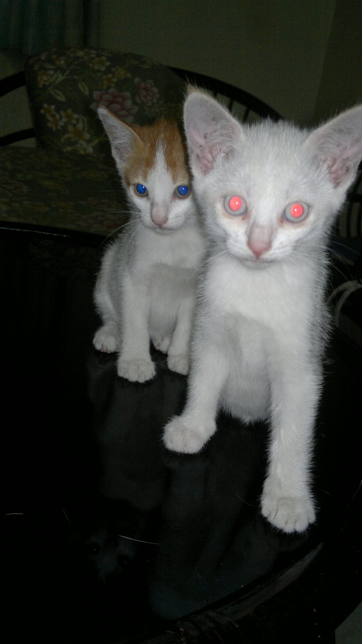 Picture of a cat / kitten / feline