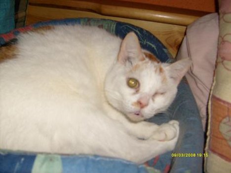 Picture of a cat / kitten / feline