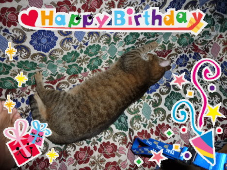 Picture of a cat / kitten / feline