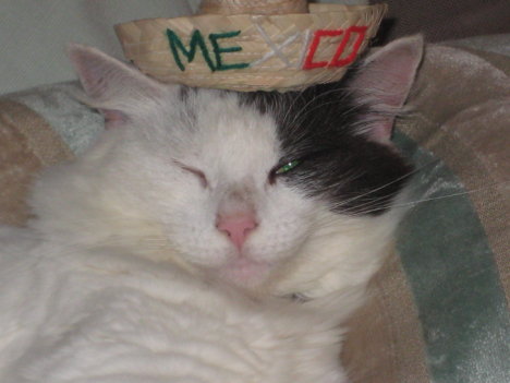 Picture of a cat / kitten / feline