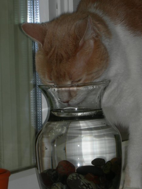 Picture of a cat / kitten / feline