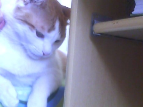 Picture of a cat / kitten / feline