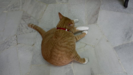 Picture of a cat / kitten / feline