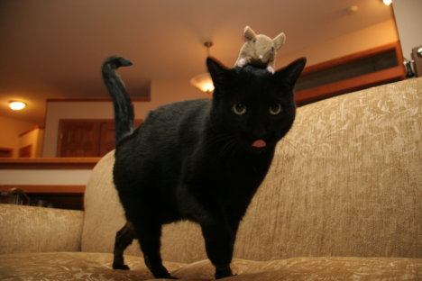 Picture of a cat / kitten / feline