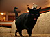 View full size picture