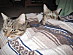 View full size picture