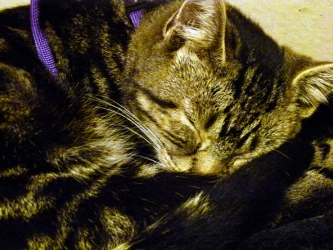 Picture of a cat / kitten / feline