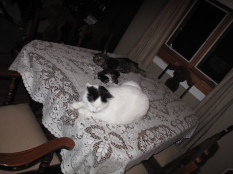 Picture of a cat / kitten / feline