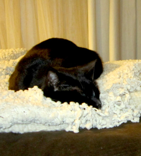 Picture of a cat / kitten / feline