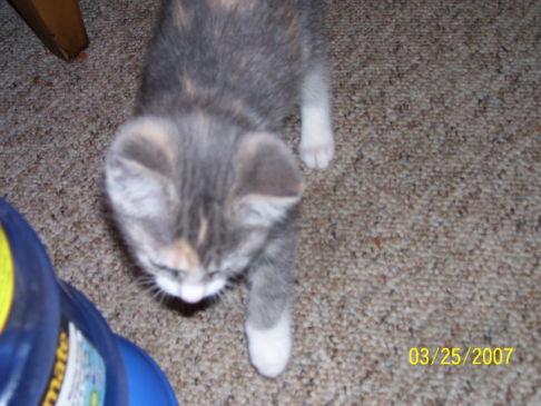 Picture of a cat / kitten / feline
