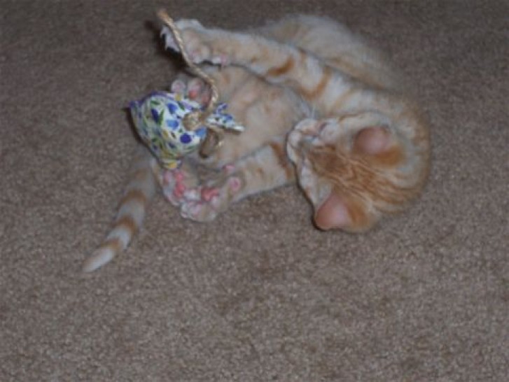 Picture of a cat / kitten / feline