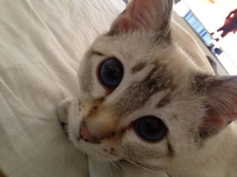 Picture of a cat / kitten / feline