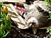 View full size picture