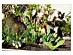 View full size picture