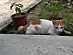 View full size picture