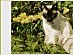 View full size picture