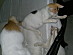 View full size picture