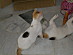 View full size picture