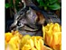 View full size picture