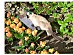 View full size picture