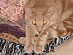 View full size picture