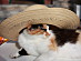 View full size picture
