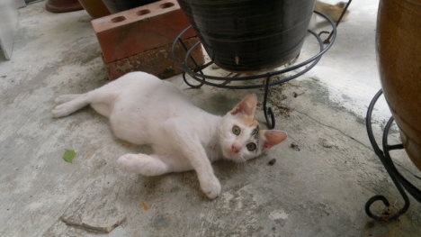 Picture of a cat / kitten / feline