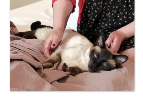 Picture of a cat / kitten / feline