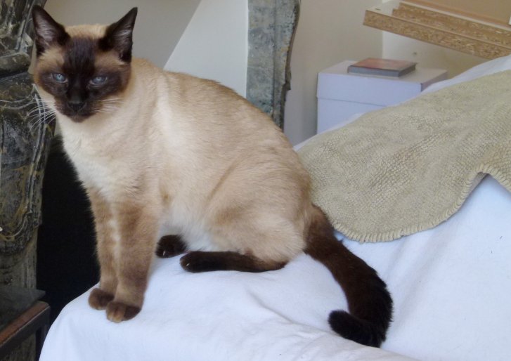 Picture of a cat / kitten / feline