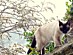 View full size picture