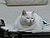 View full size picture