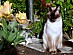 View full size picture