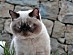 View full size picture