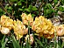 View full size picture
