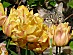 View full size picture