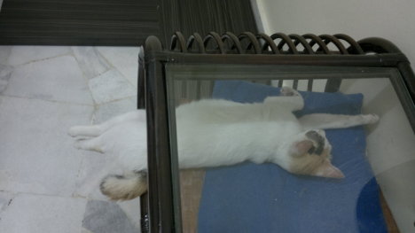 Picture of a cat / kitten / feline