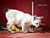 View full size picture