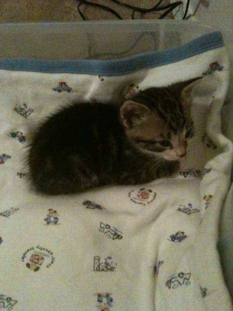 Picture of a cat / kitten / feline