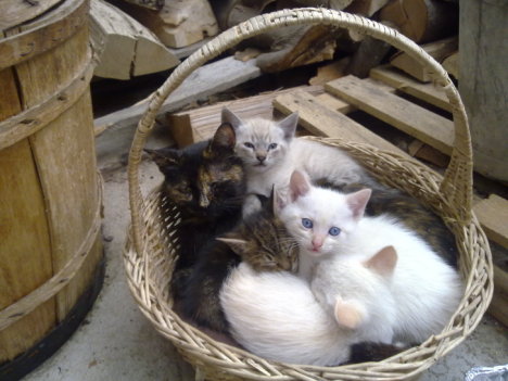 Picture of a cat / kitten / feline