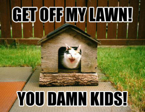 Picture of a cat / kitten / feline