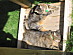 View full size picture