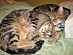 View full size picture