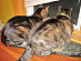 View full size picture