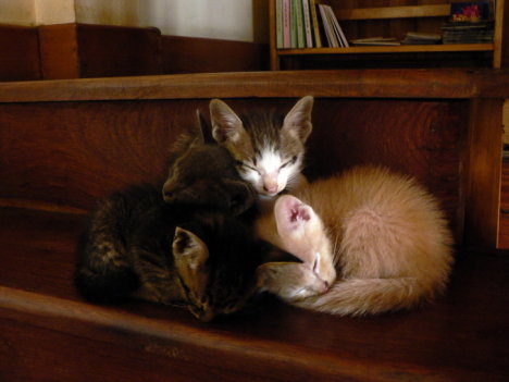 Picture of a cat / kitten / feline