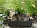 View full size picture