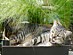 View full size picture