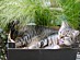 View full size picture