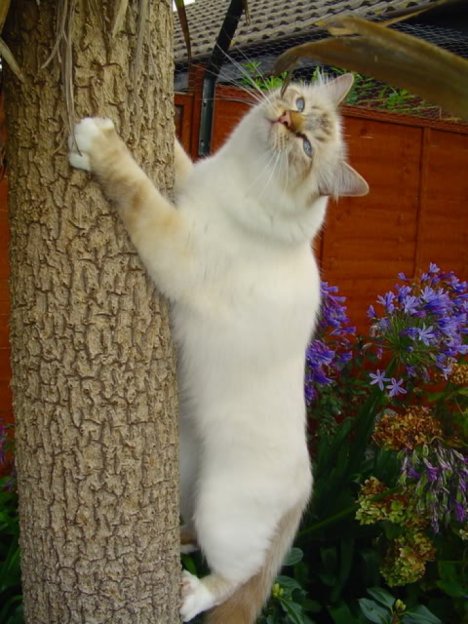 Picture of a cat / kitten / feline